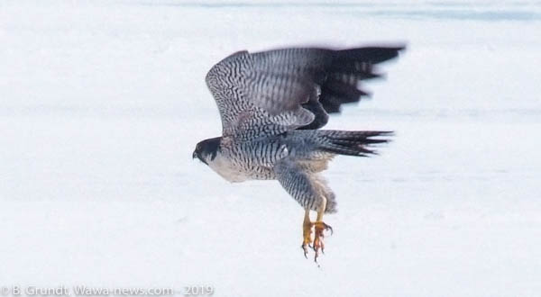 falcons-9082